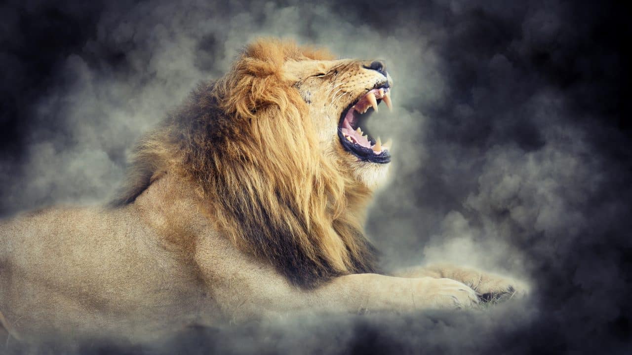 Lion in smoke on dark background