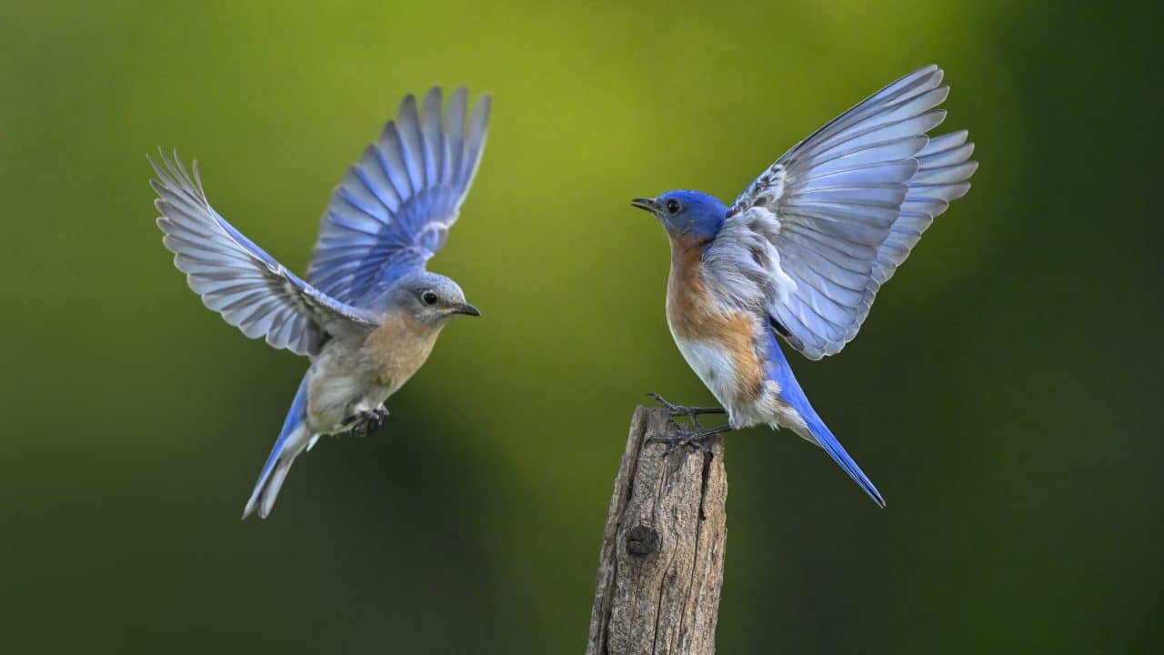 Eastern bluebird in flight couple male and female